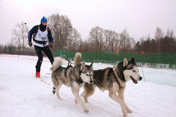 Гонки на собачьих упряжках пройдут в Барнауле завтра