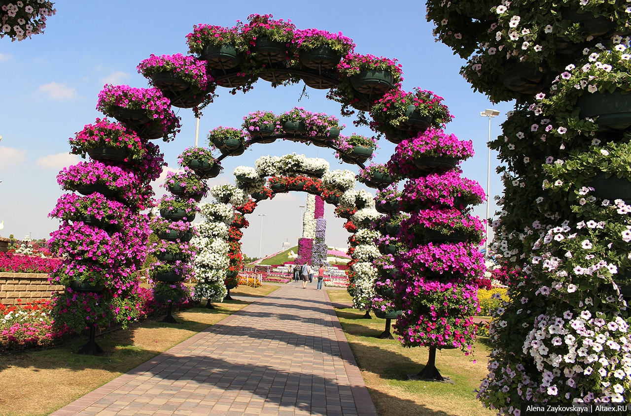 Арка для петуньи. Цветочный парк Дубаи петунии. Dubai Miracle Garden амфитеатр. Парк цветов Бронницы. Парк цветов в Дубае.