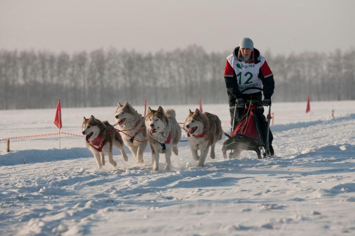 Стрела Ульгеня 2016: более двух сотен собак, бесплатный трансфер и фотосессия