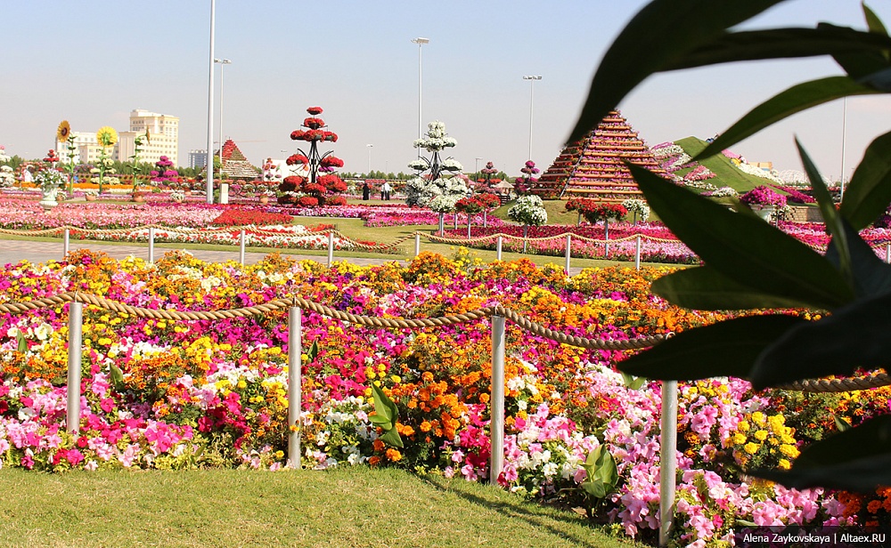 Дубайский Чудо-сад или парк цветов (Dubai Miracle Garden)